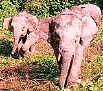 Asian Elephants