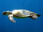 Hawksbill Turtle